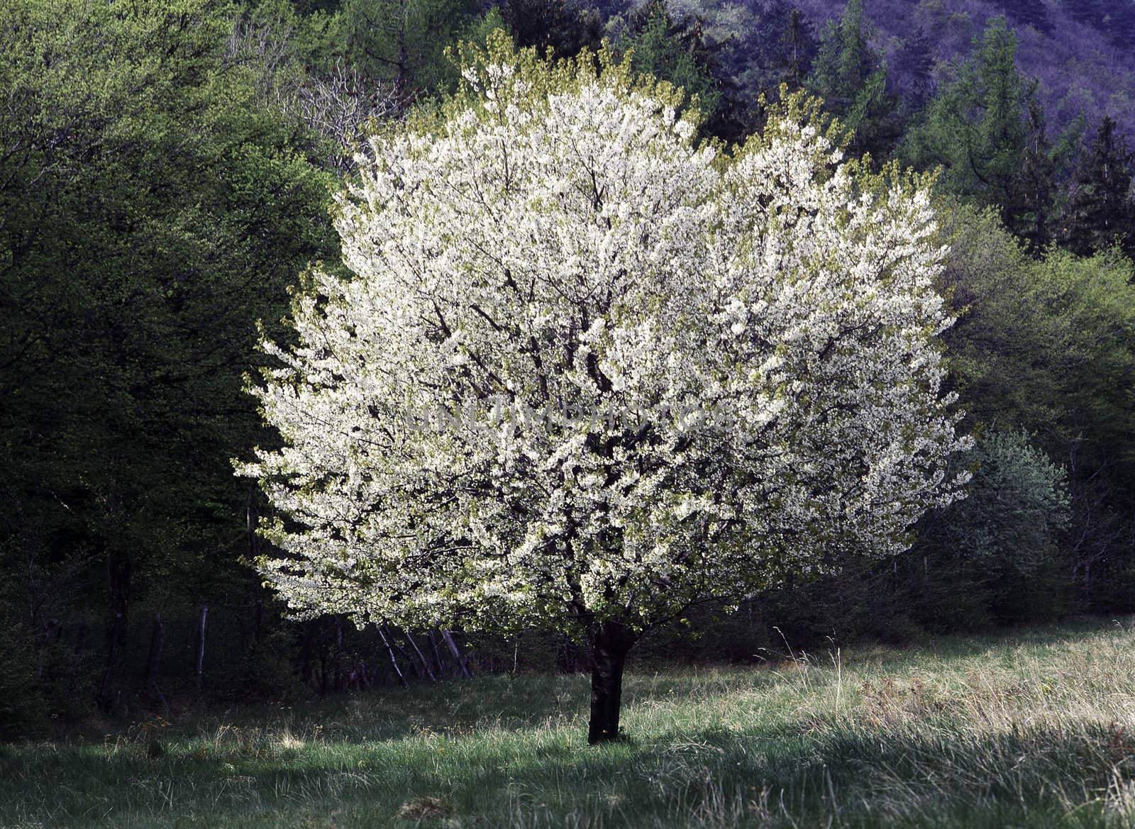 Tree blooming in Spring