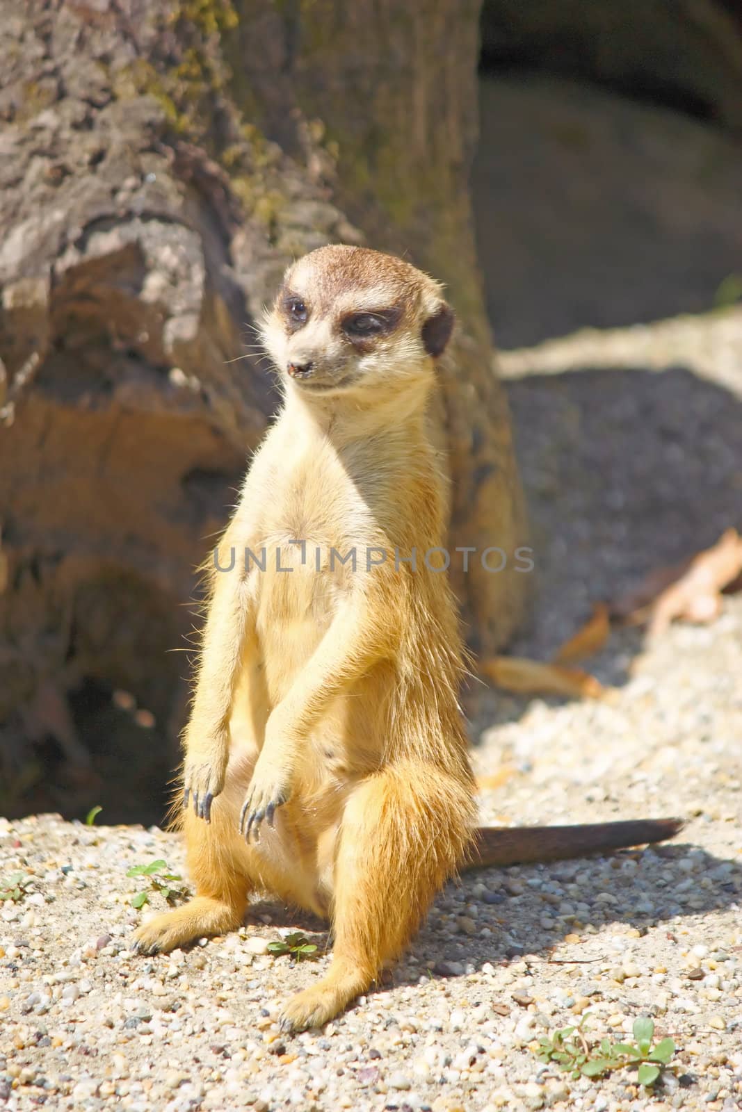 Meerkat watching over his family in zoo