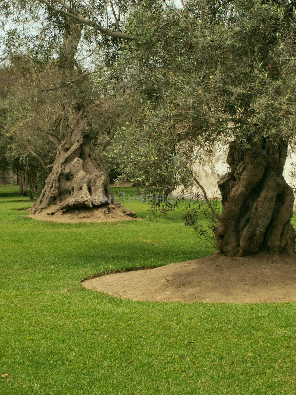 Old olive tree park in Lima, Peru