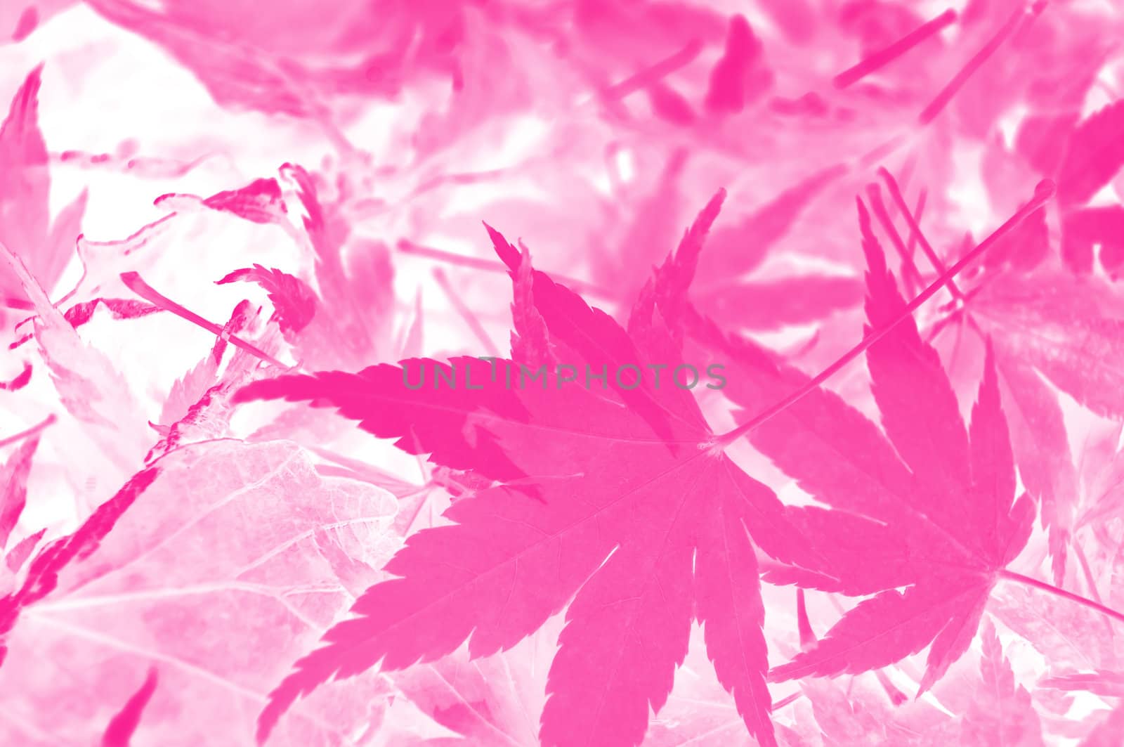 Abstract style capturing a selection of fallen leaves with a metallic pink filter and white background.