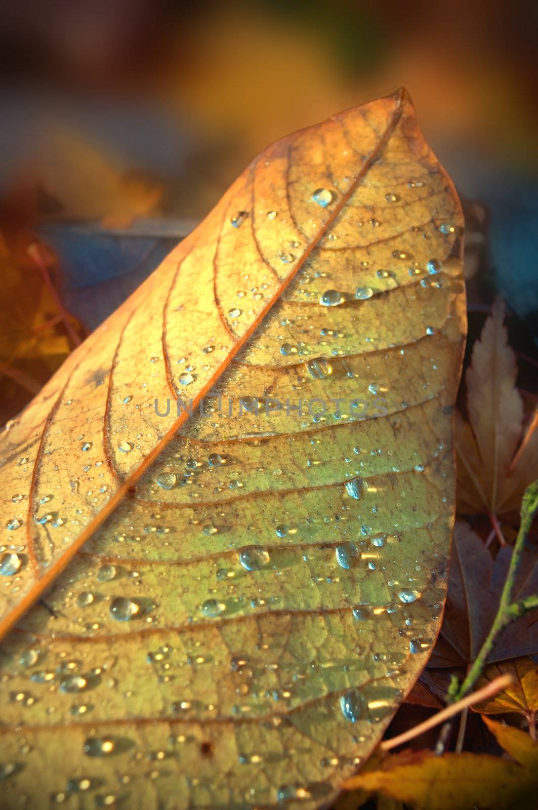 Close up on a fallen autumn leaf with droplets of thawed frost. Blurred leaf background.