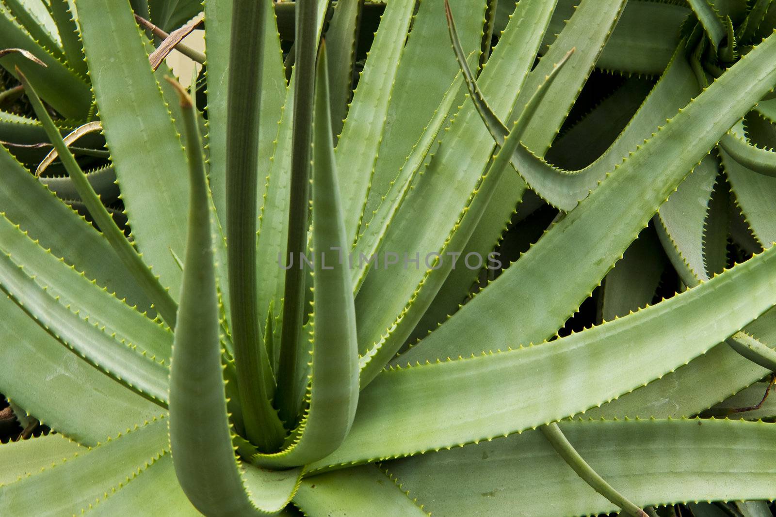 Aloe plant by photopro