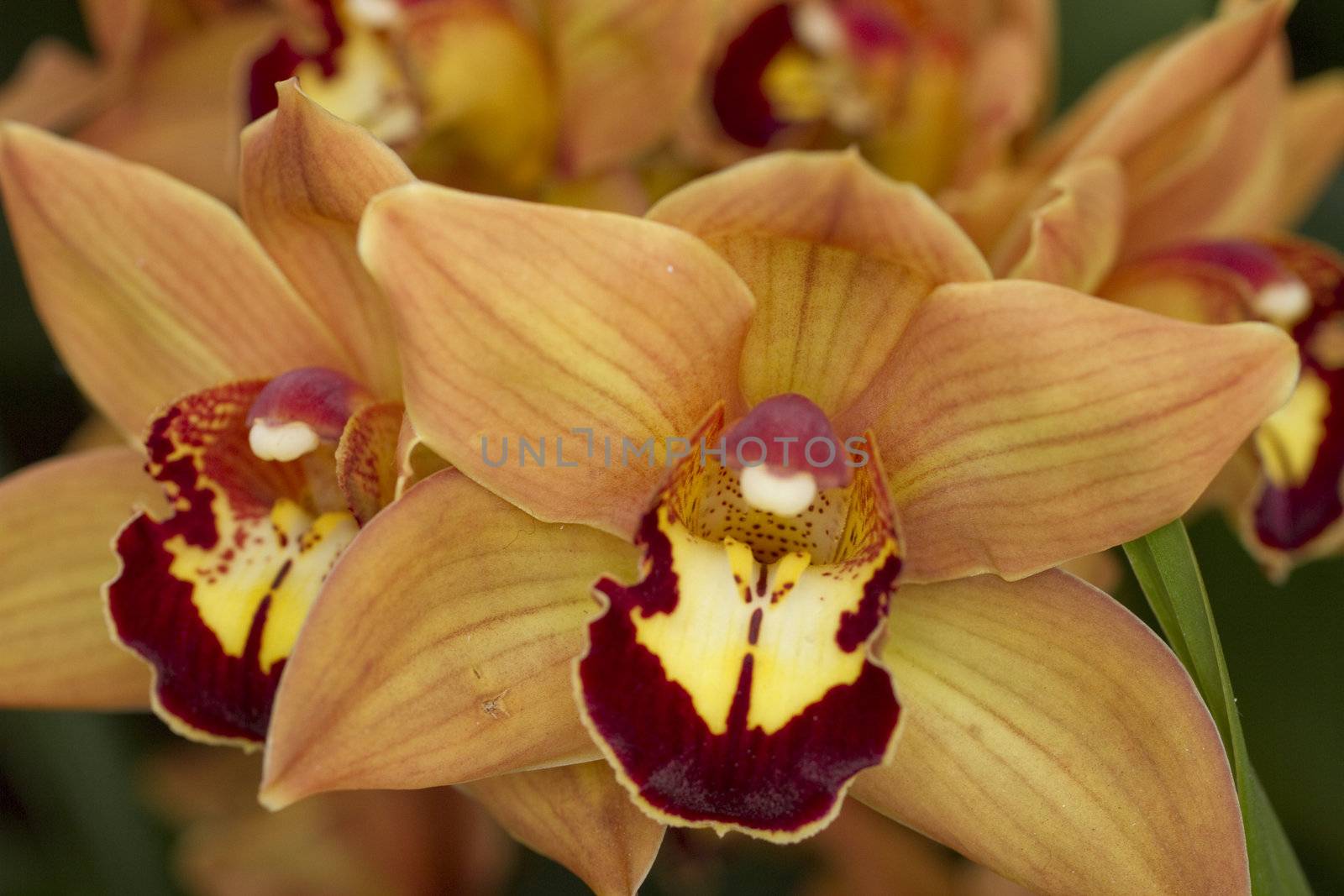 Orange Close-up orchids horizontal
