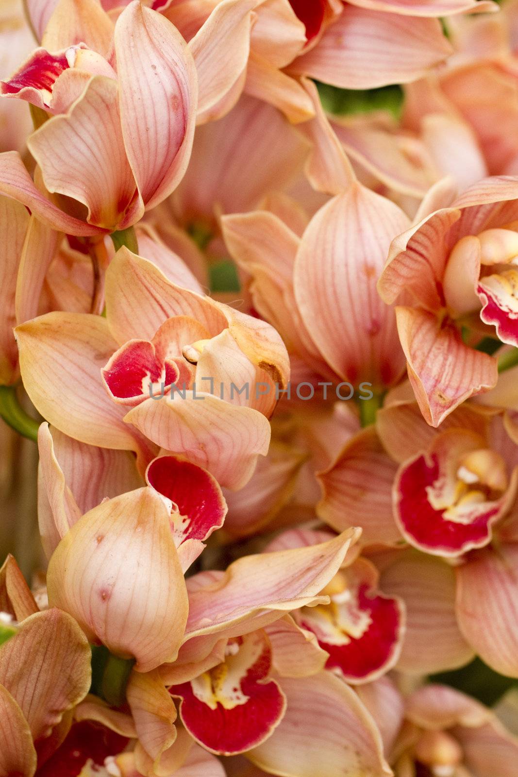 Orange Orchids Closeup by photopro