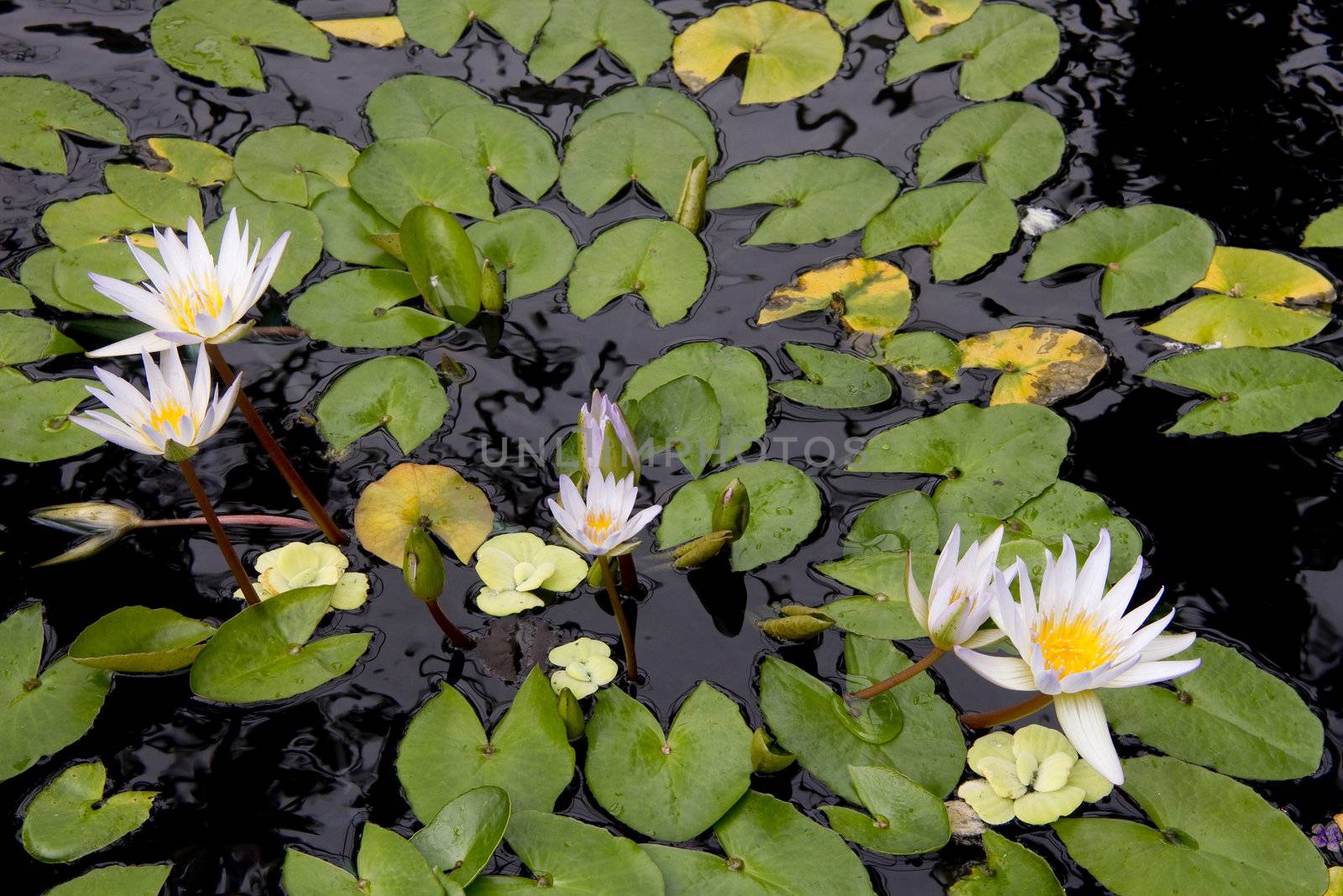 Floating water lilies