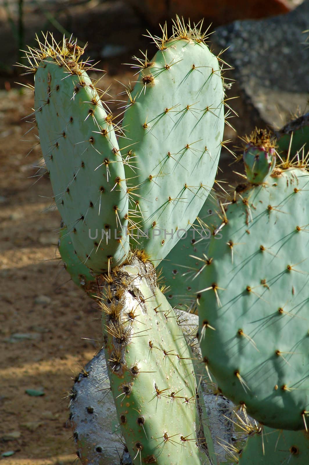 isolated shot of edible opuntia cactus plants growing