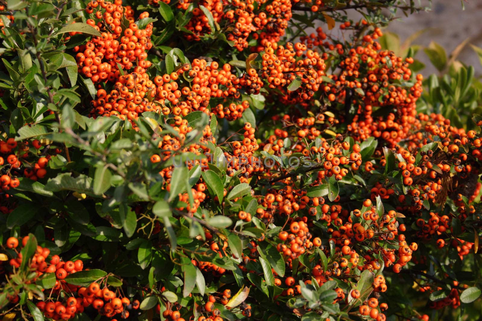 agriculture, berries, berry, branch, bright, leaves, bush, environment, carlo sarnacchioli, natural food, fresh, fruit, plant, nature, nutrition, red, orange, organic,