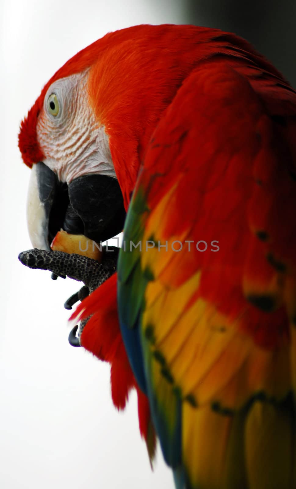 isolated closeup of Golden Red Macaw Bird