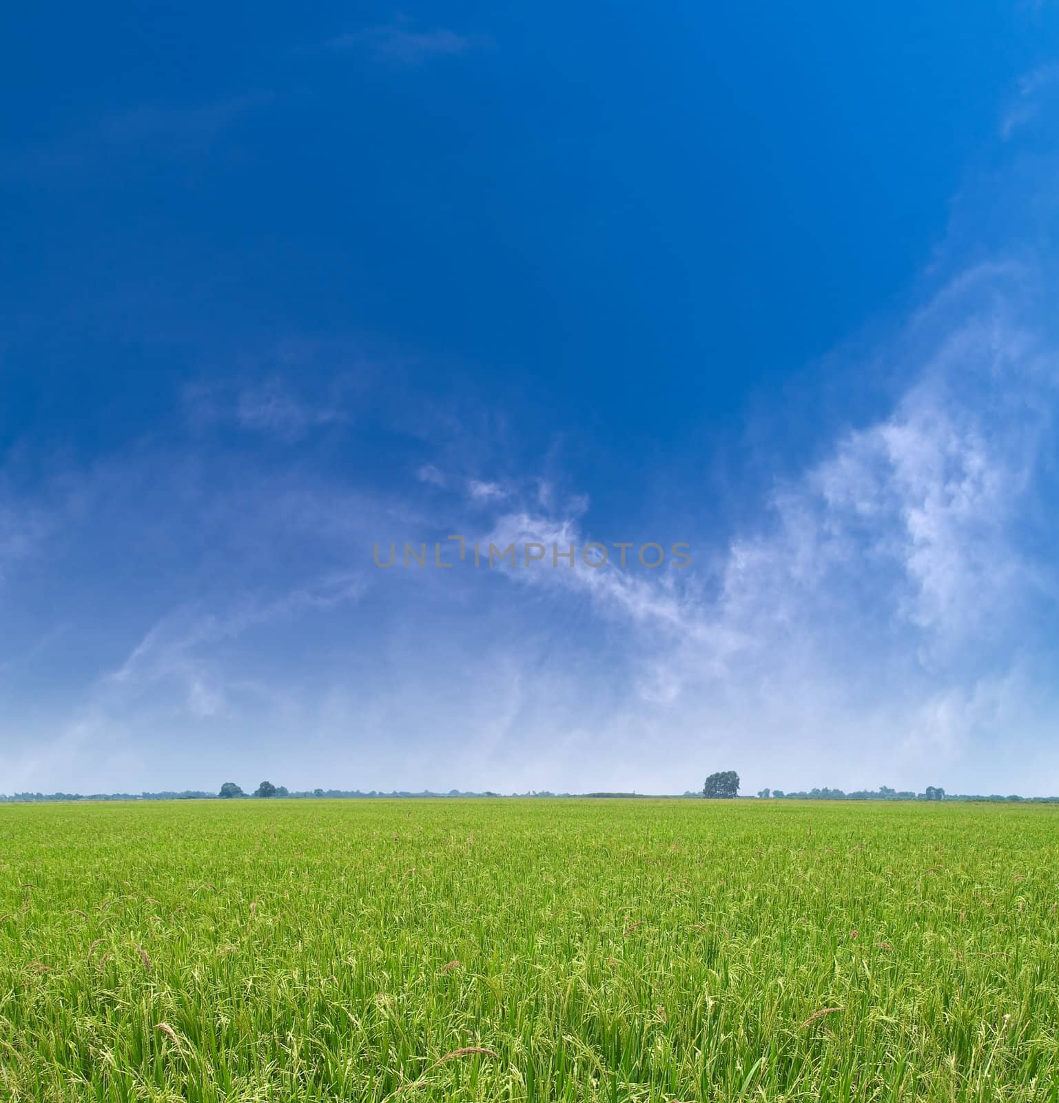 Paddy field with produce grains and beautiful sky
