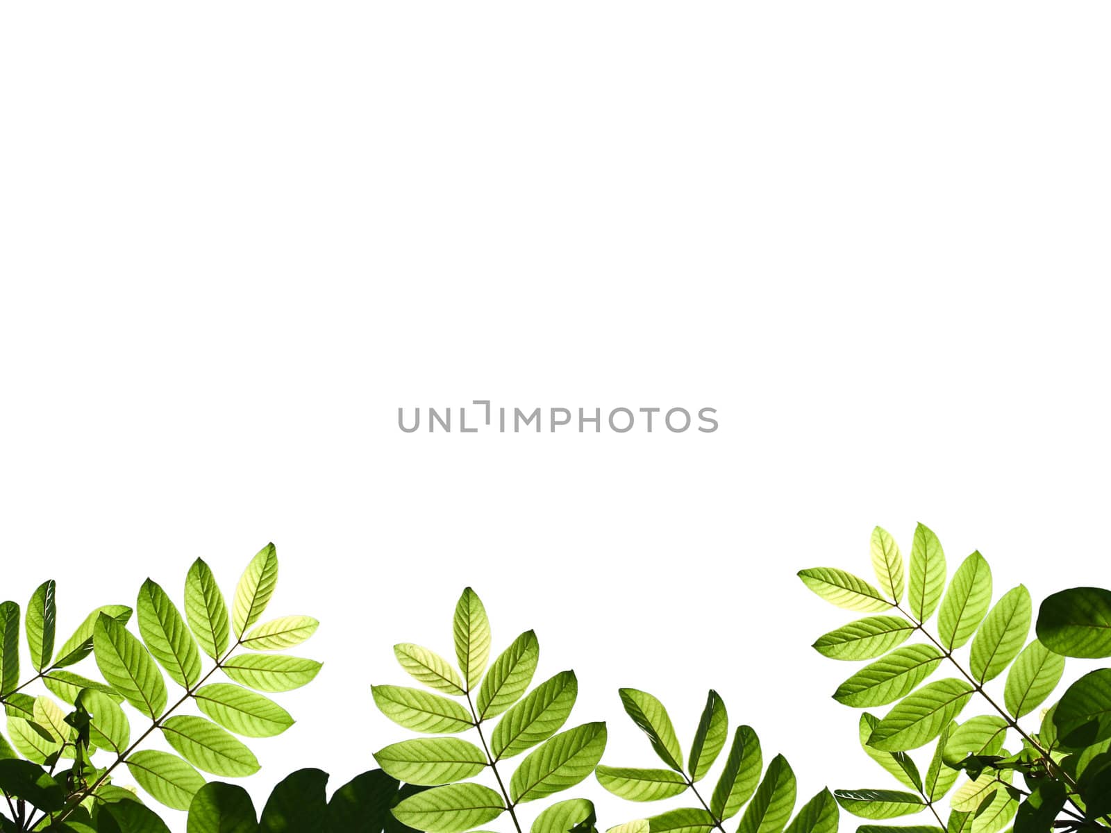 Green leafs by Exsodus