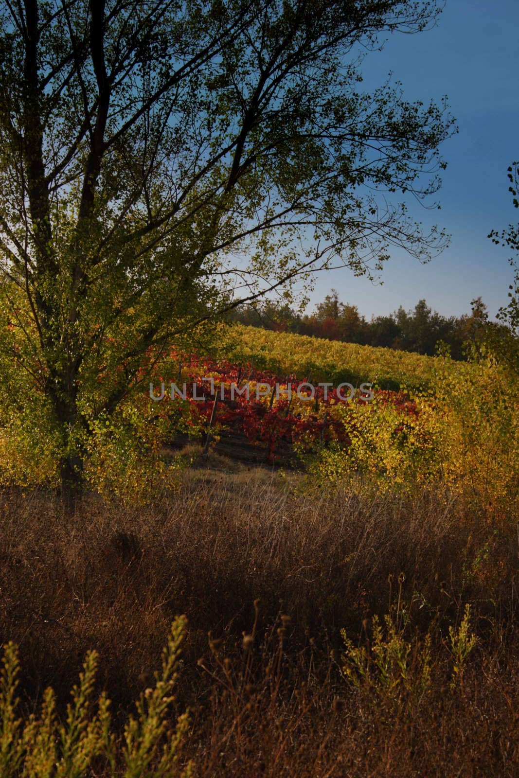 vineyard, abstract, agriculture, backgrounds, color, farmers, golf, food, grapes, green, red, autumn, leaves, life, nature, landscapes, carlo sarnacchioli, outdoor, plant, vine, vineyard, viticulture, wine cellar, Italy, Tuscany, countryside, ecotourism,