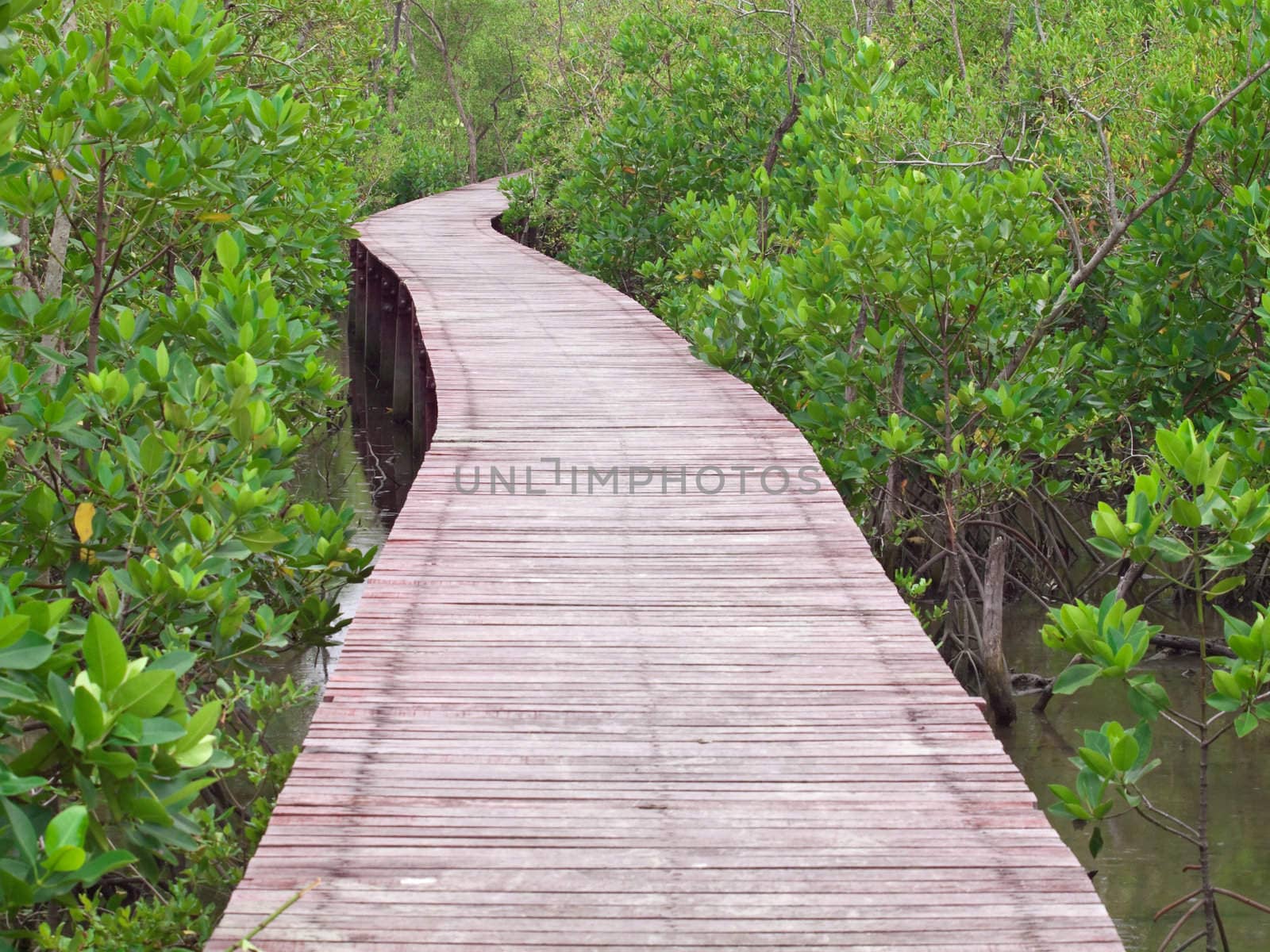 Mangrove Way by Exsodus