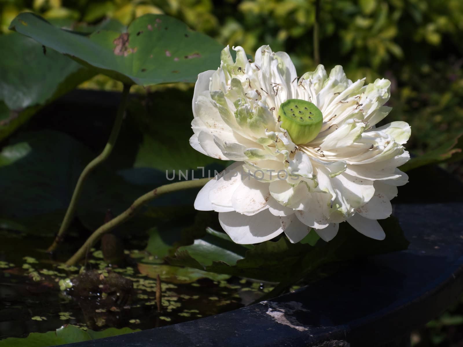 White lotus by Exsodus