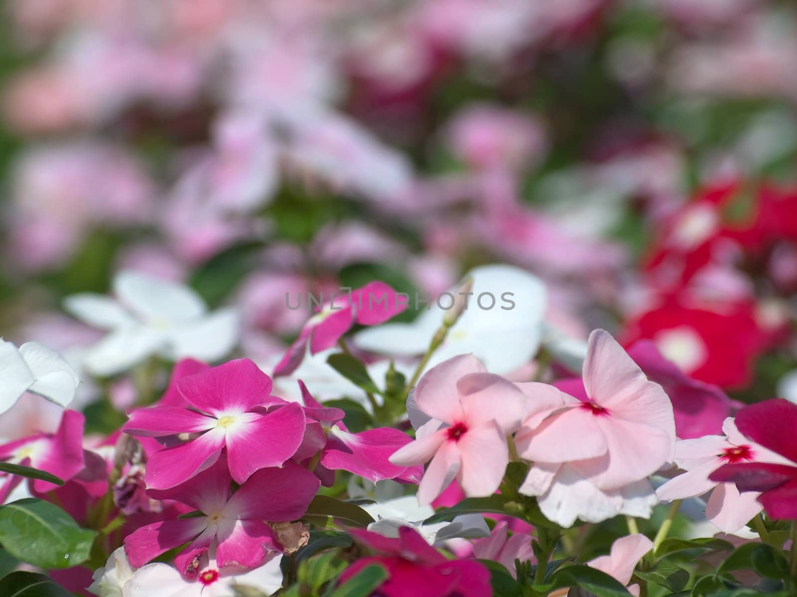 The field of periwinkle flower colorful and beautiful