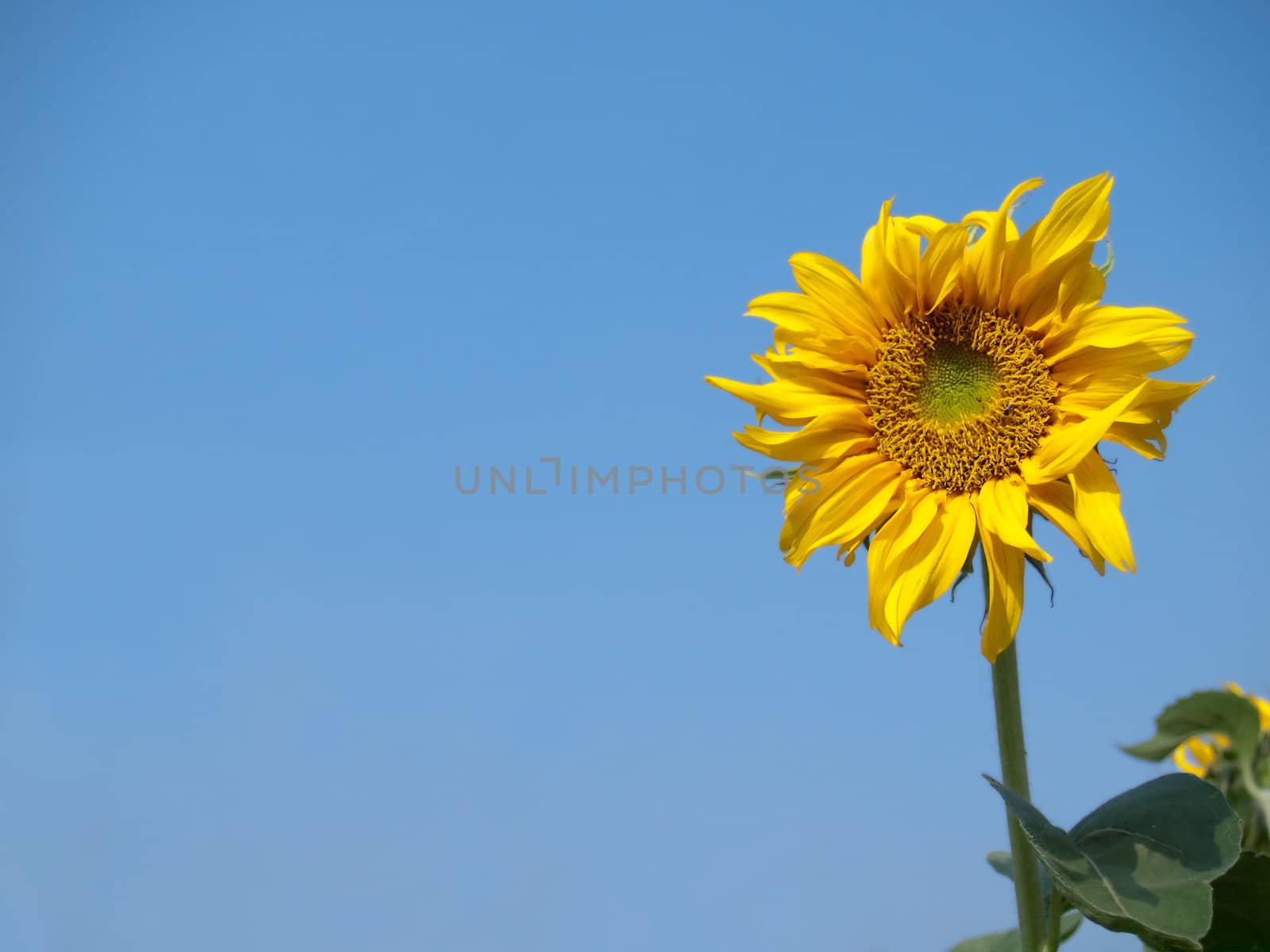 Beautiful sunflower with blue sky in summer time
