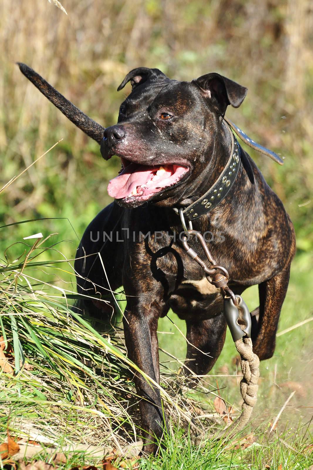running purebred rottweiler in a green field 