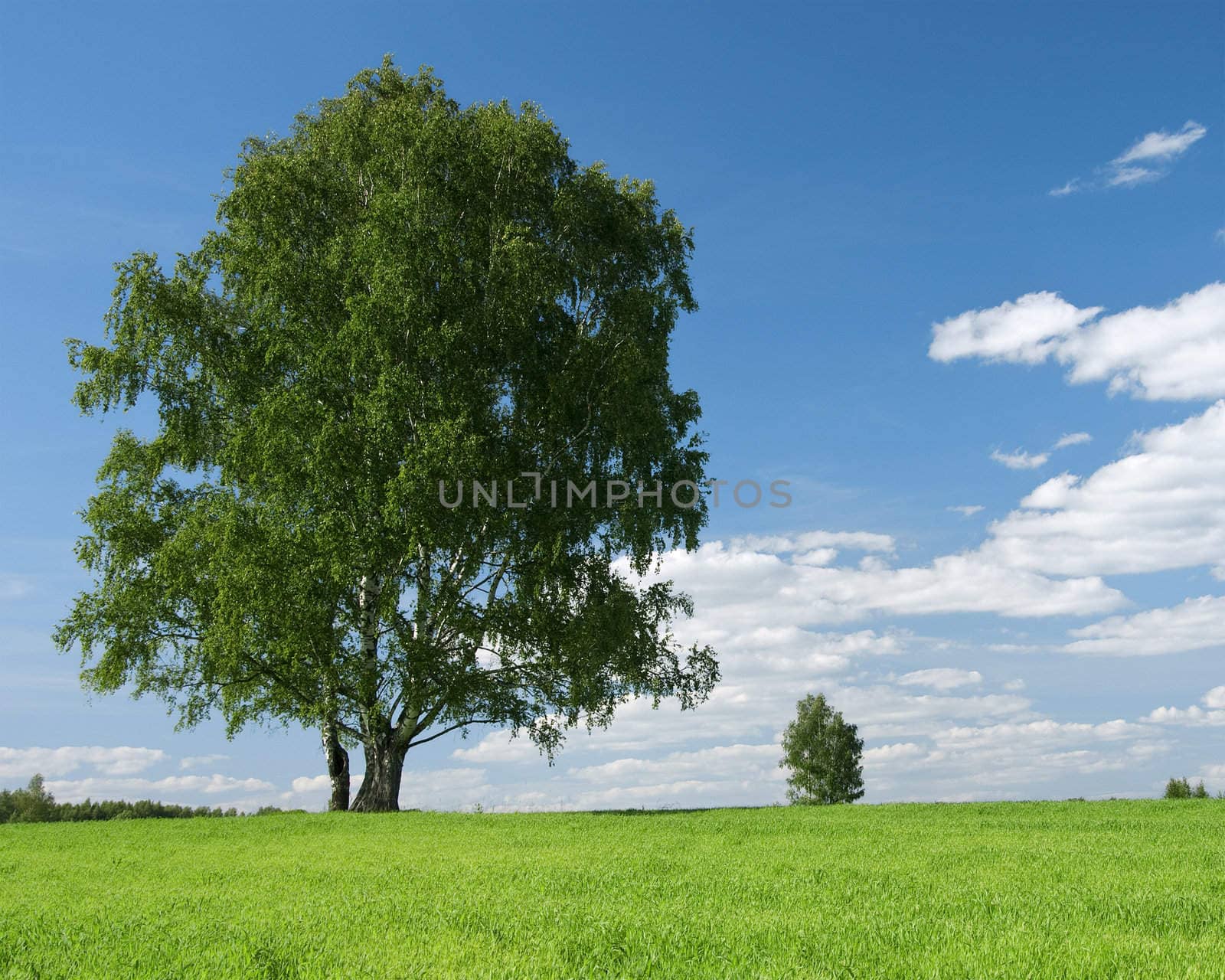 one green tree under blue sky with cloud by summer