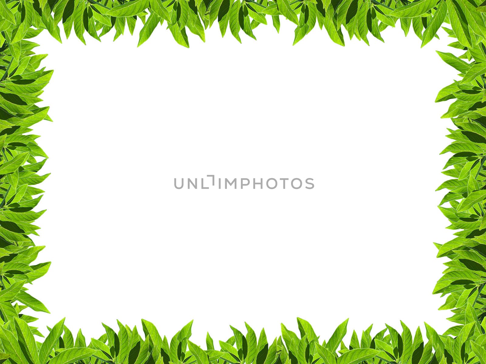 Natural green leaf frame by Exsodus