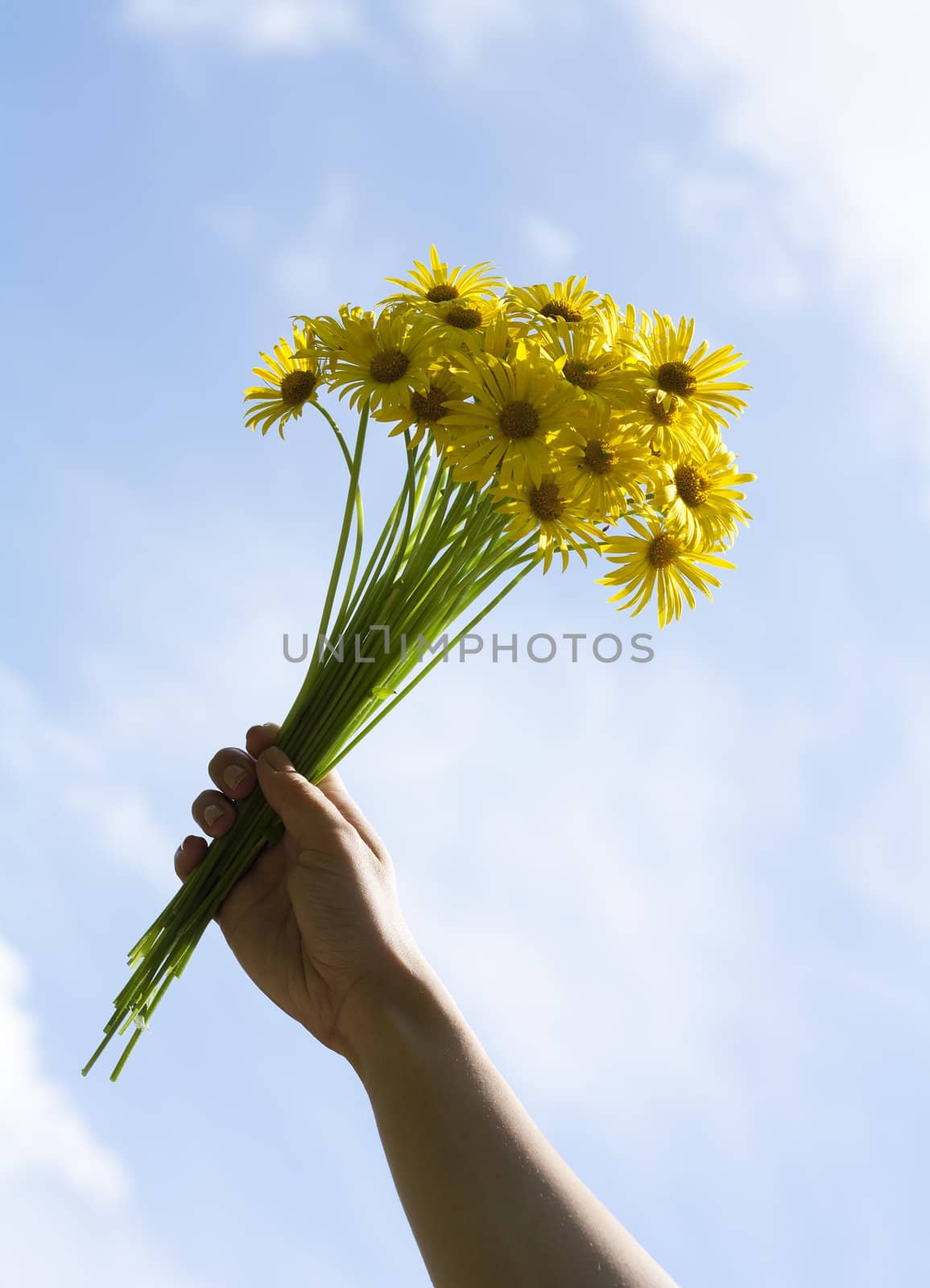 Yellow daisy flowers on woman hand against blue sky