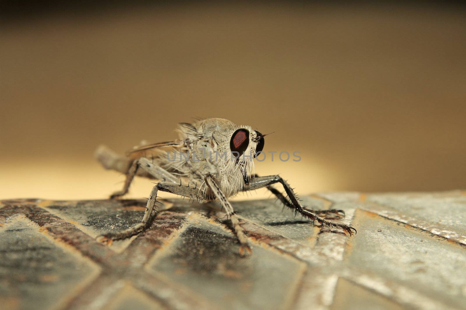 Shaggy insect with large eyes, sits on an iron stair.
