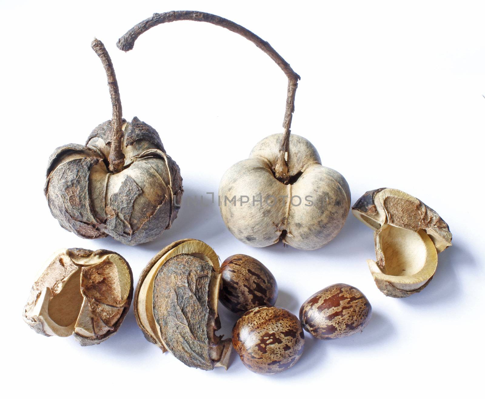 Seeds of rubber tree on white background