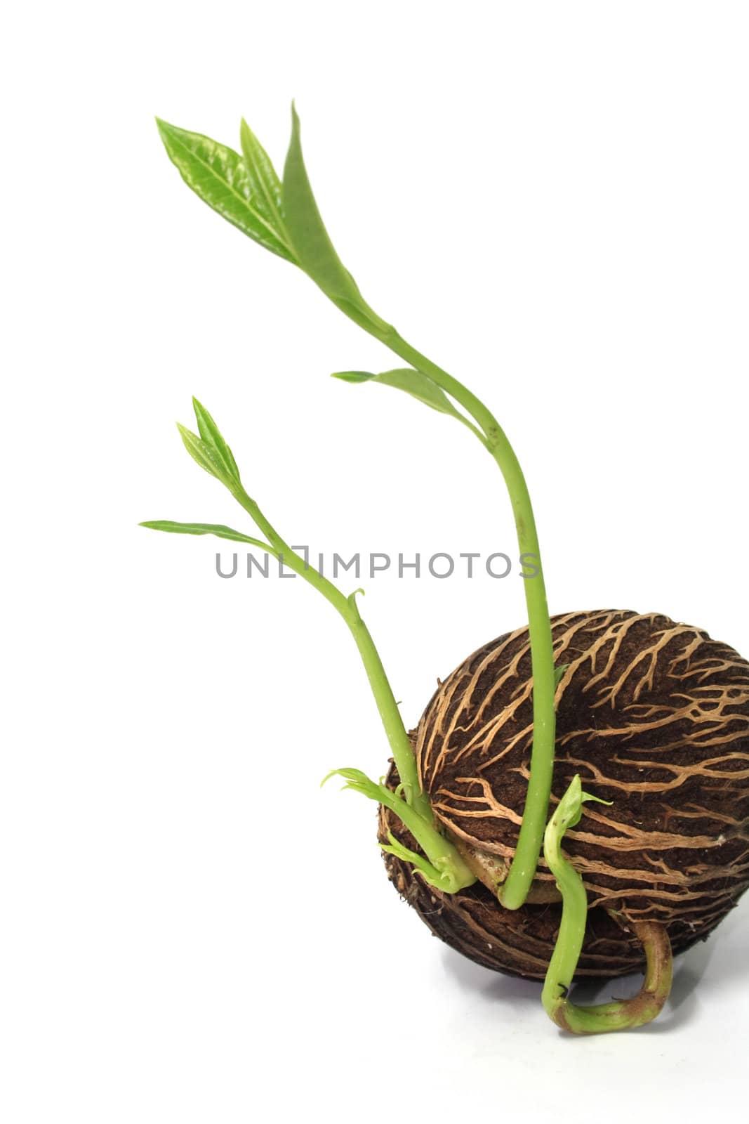 Grow seed on white background