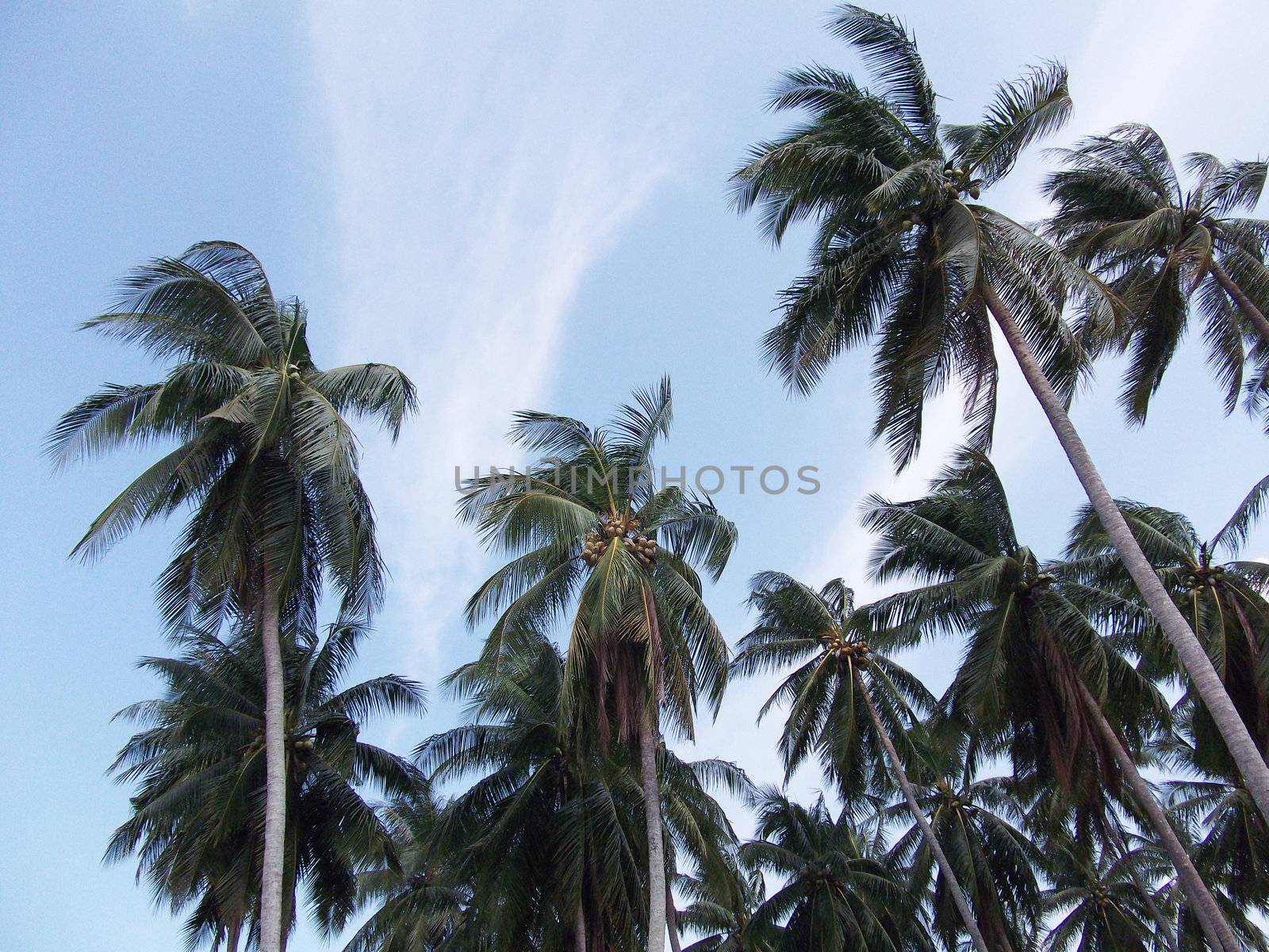 Coconut trees with blue sky by olovedog