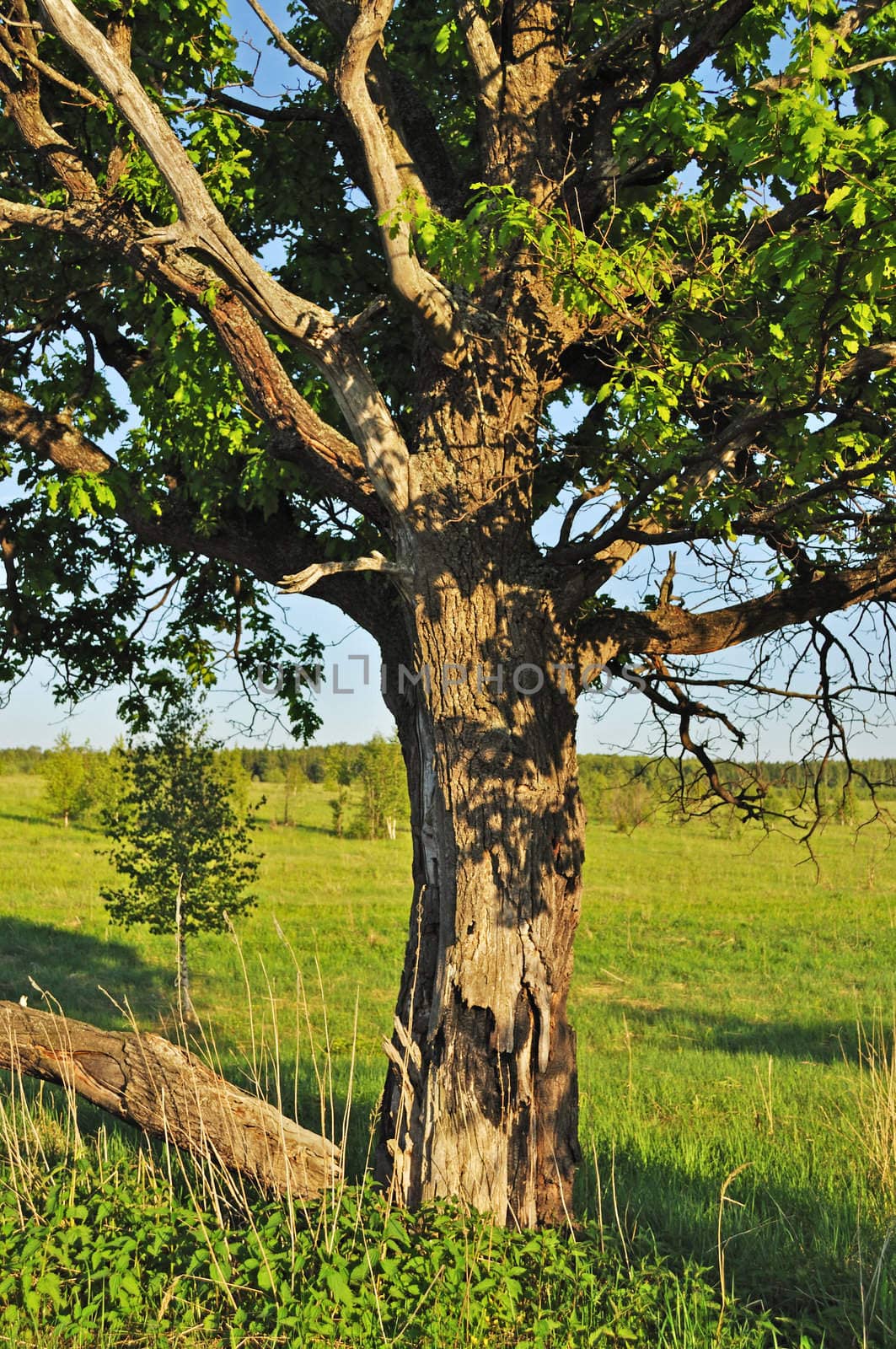Solitary old oak tree at forest edge, spring time