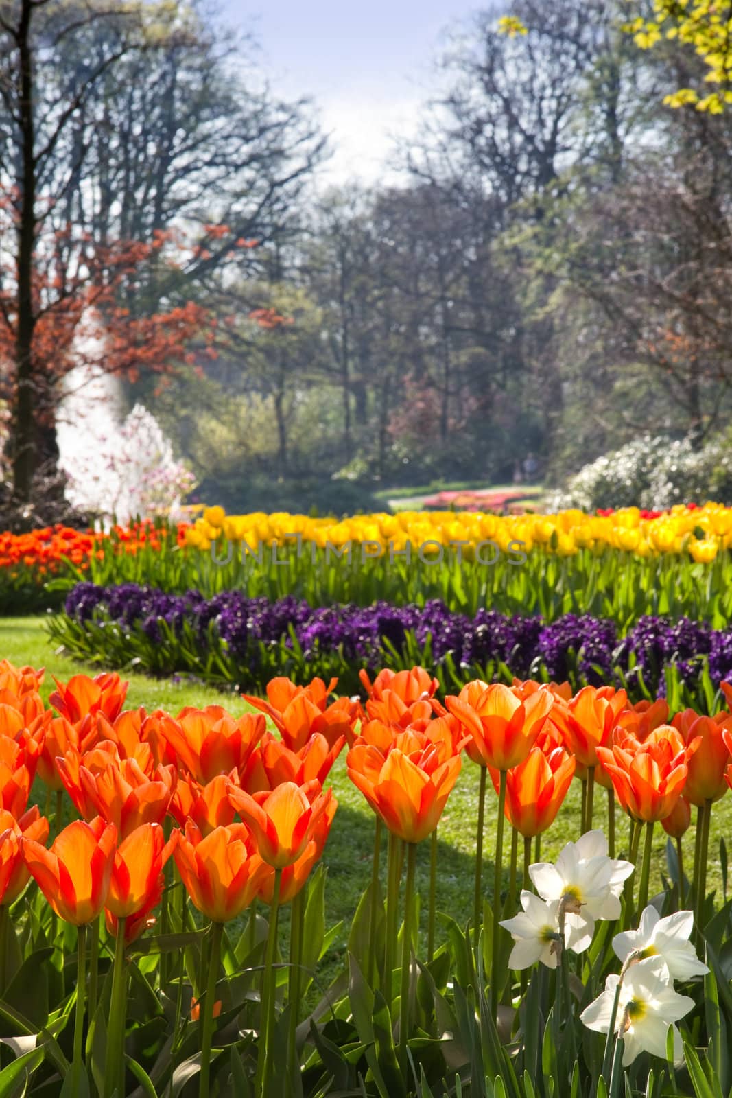 Flamy orange tulips in spring park by Colette