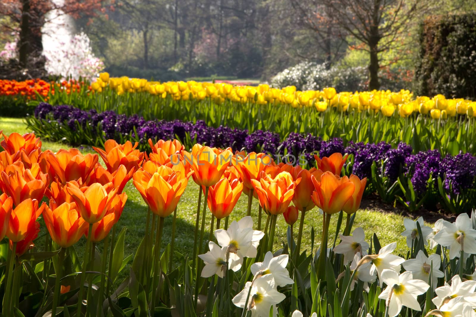 Spring in park with with beautiful flamy orange tulips in foreground