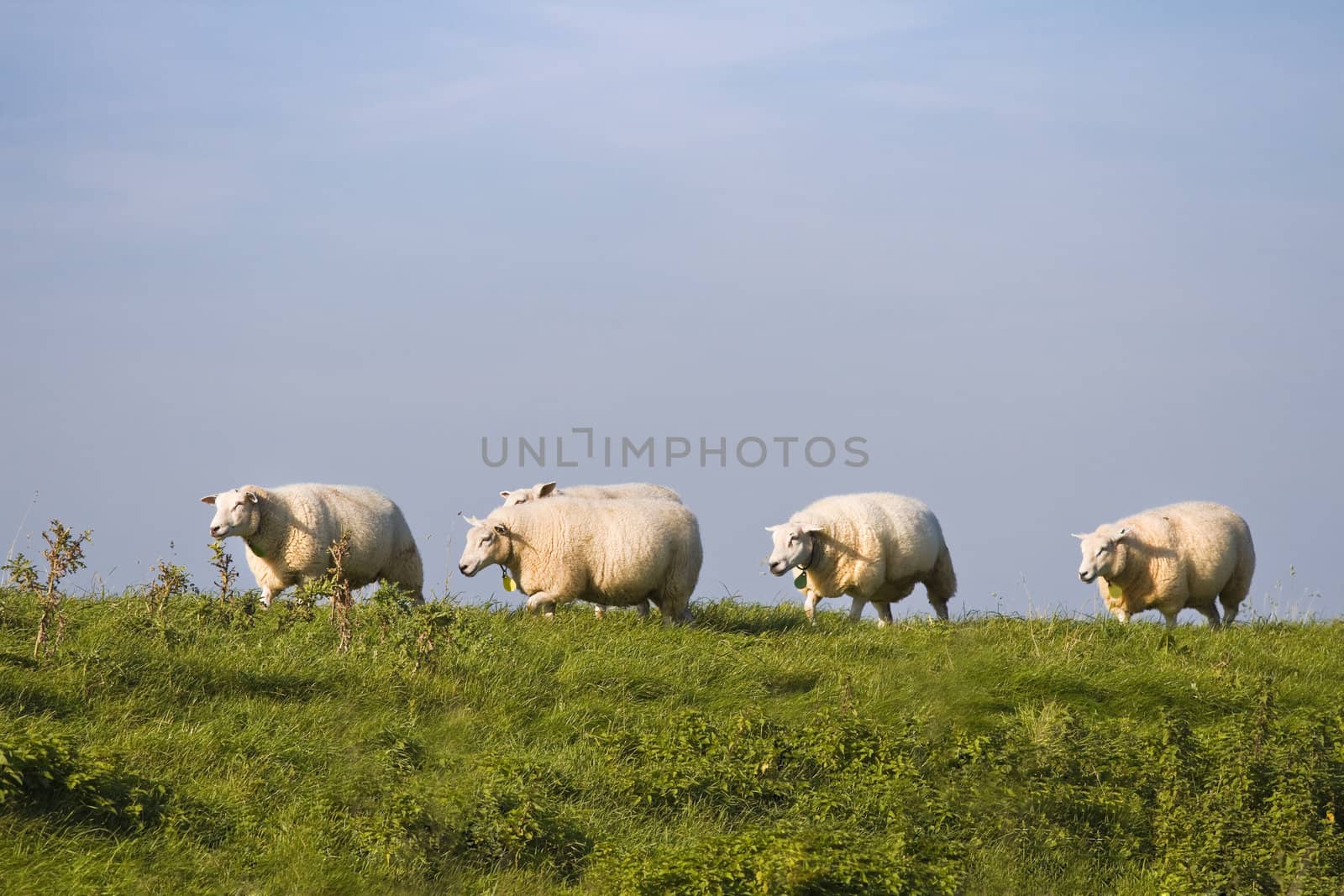 Blue sky, green grass, sheep in a row by Colette