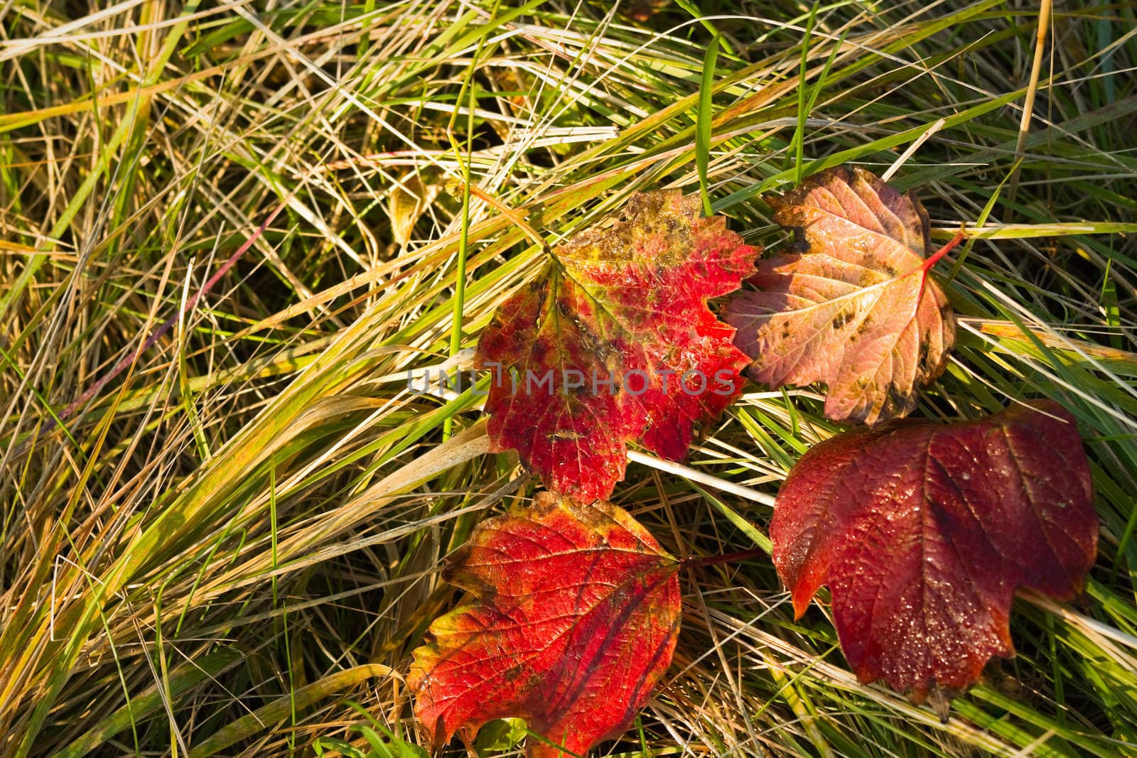 Yellow grass and red fallen leaves in autumn by Colette