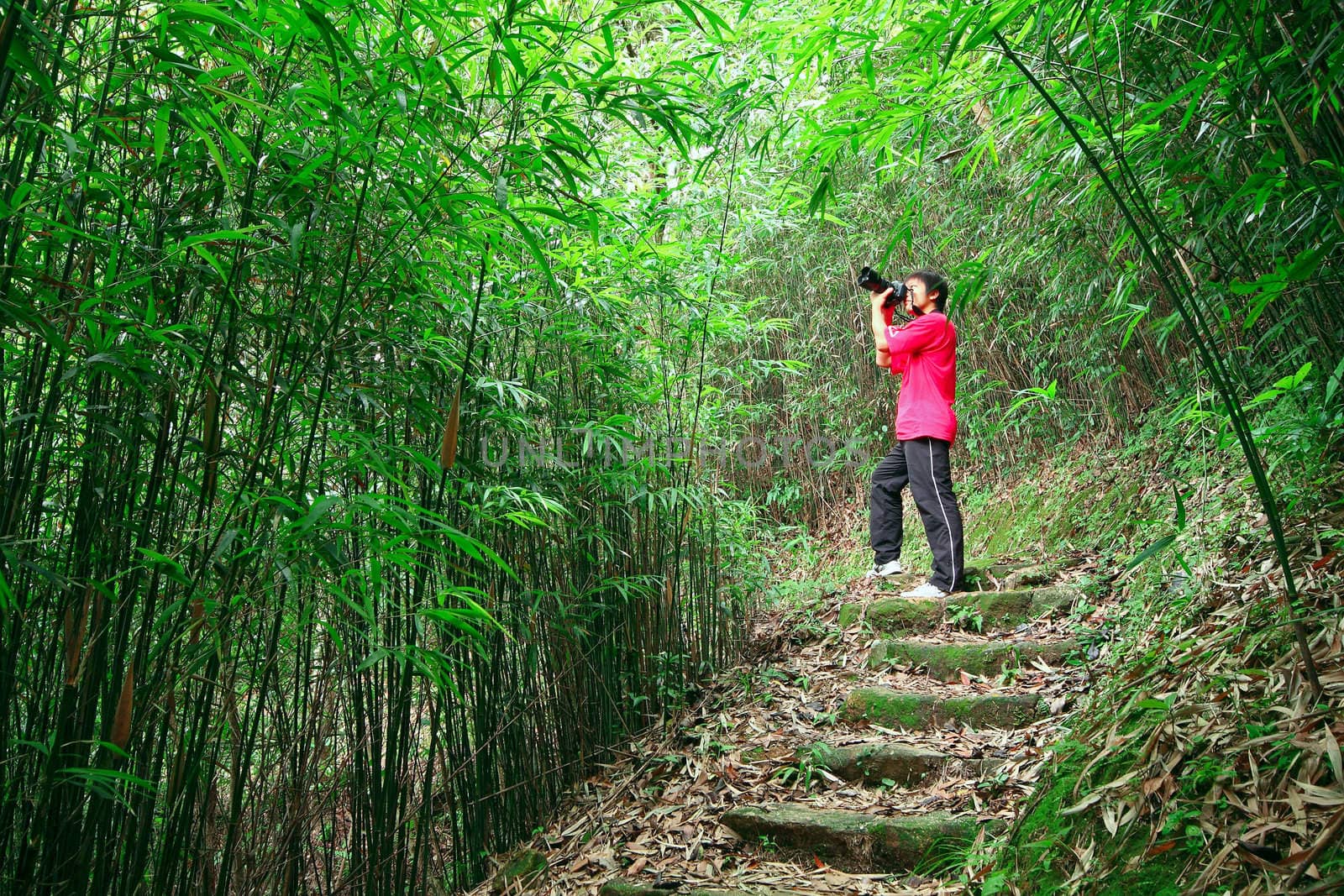 photographer taking photo in bamboo path 
