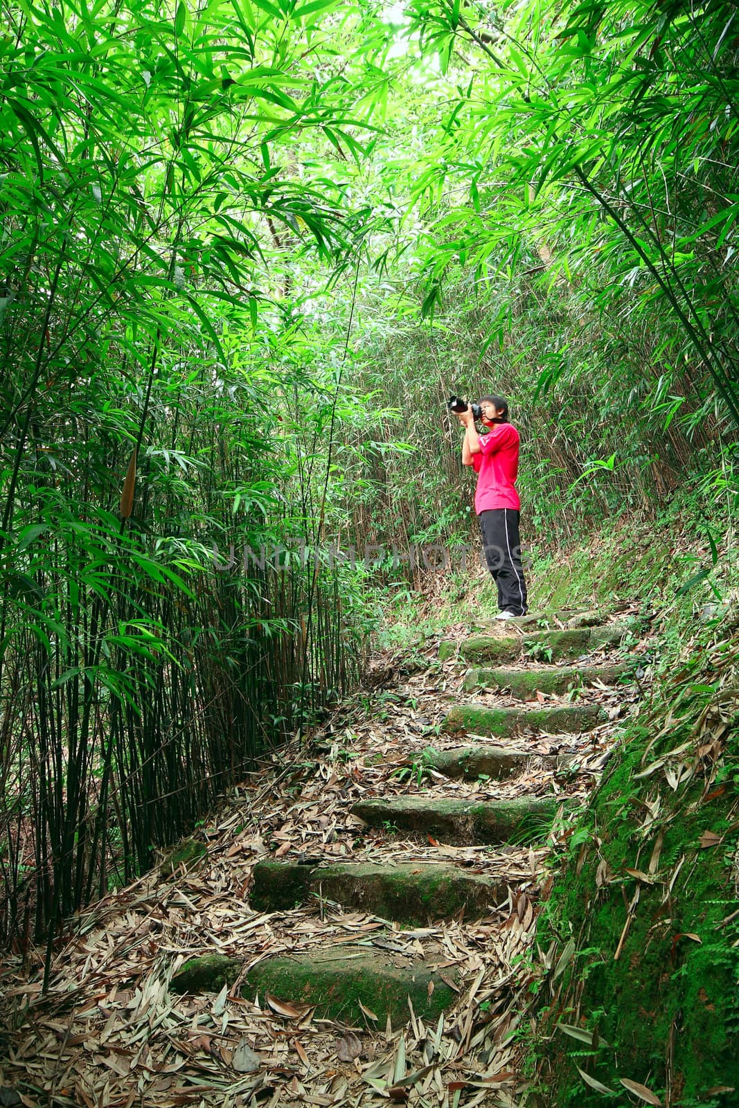 photographer taking photo in bamboo path  by cozyta