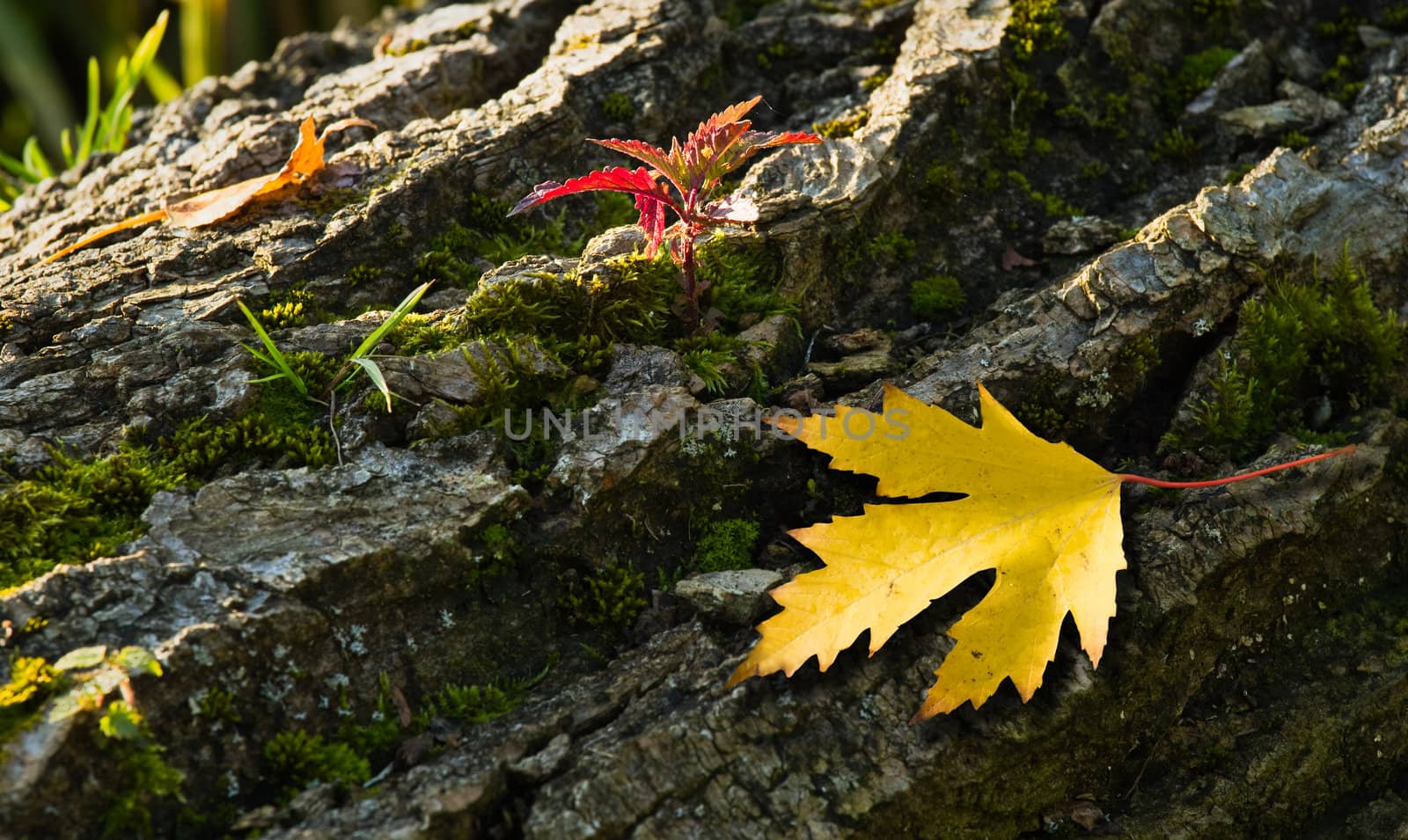 Bark of fallen tree in fall with plants and leaves by Colette