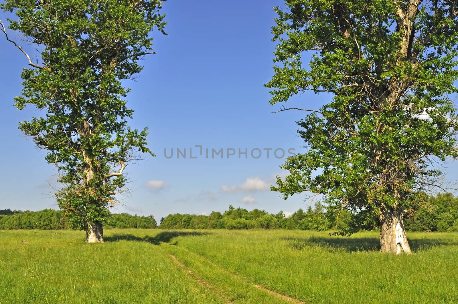 Country summer landscape with meadow and two old big trees, forest on background