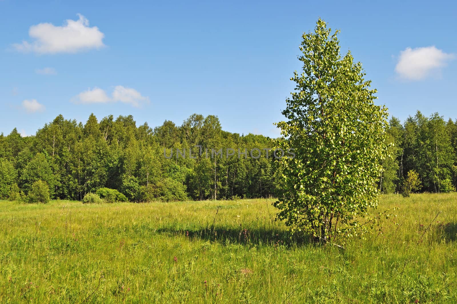 Summer forest glade with solitary little birch tree
