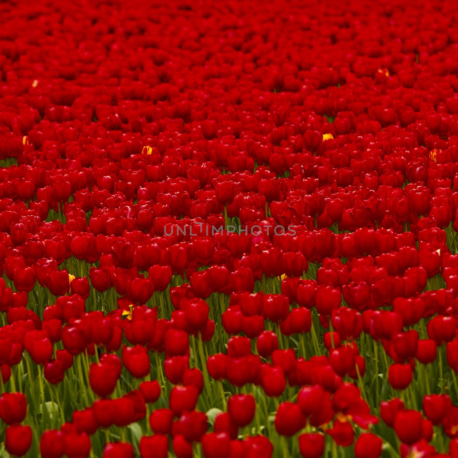 Spring field full of beautiful red tulips