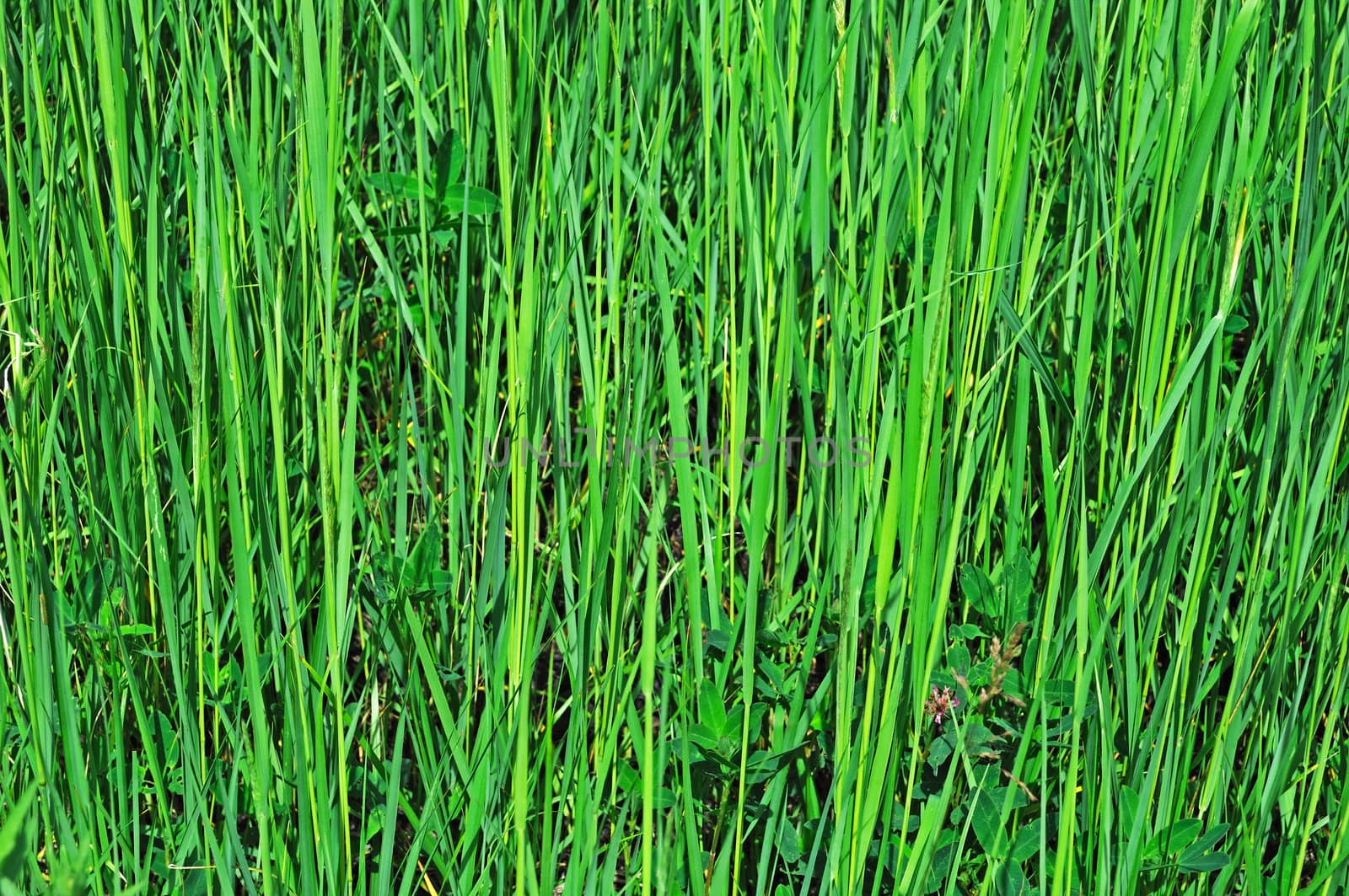 Close up of green grass background on the meadow