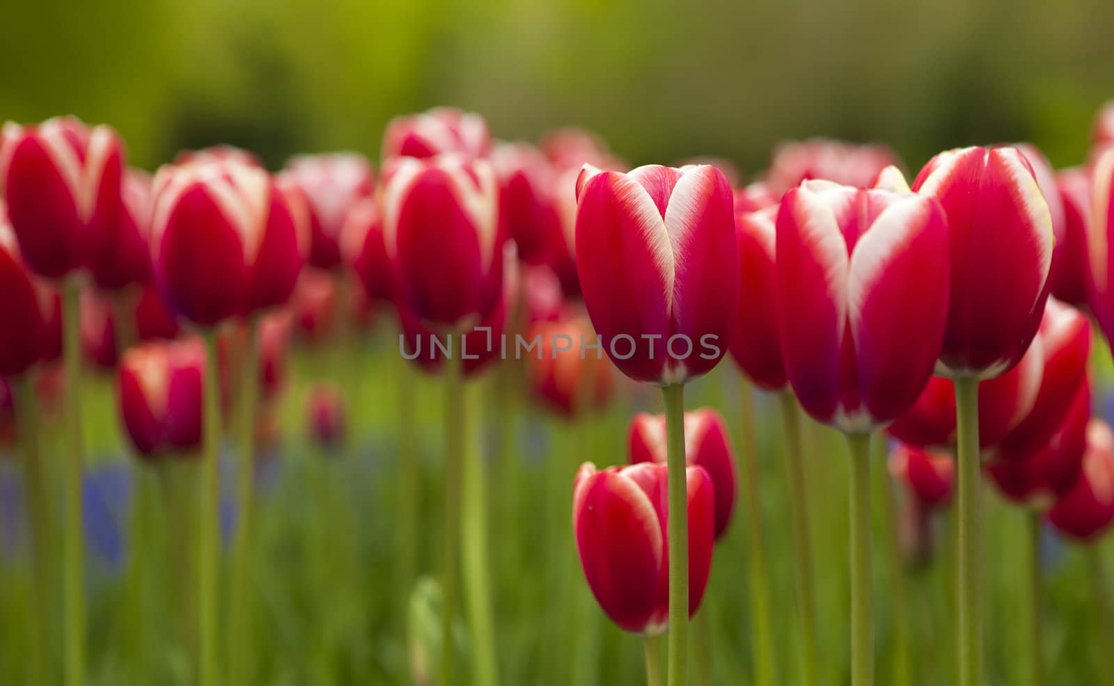 Picture of beautiful tulips on shallow deep of field