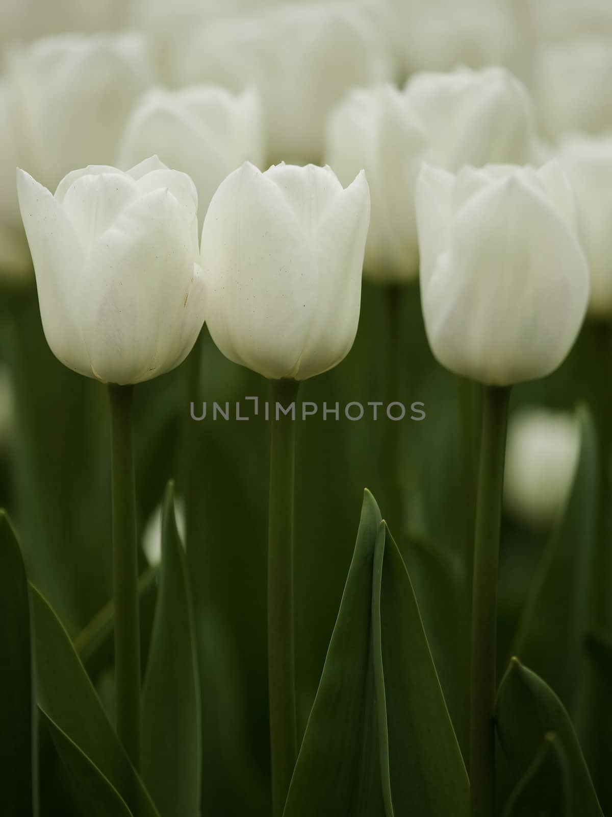 Picture of beautiful white tulips on shallow deep of field