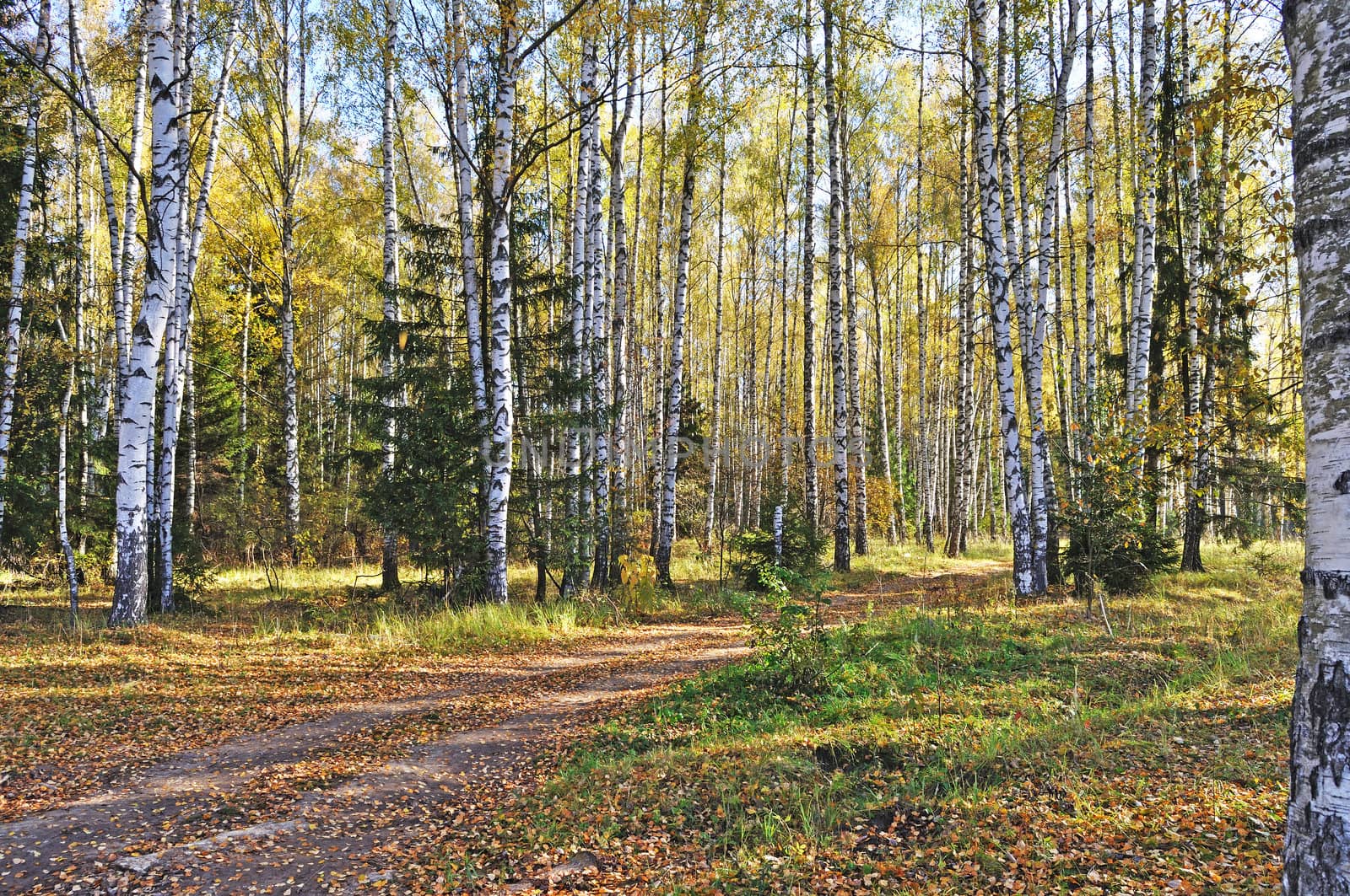 Autumn birch forest with dirt road, sunny day