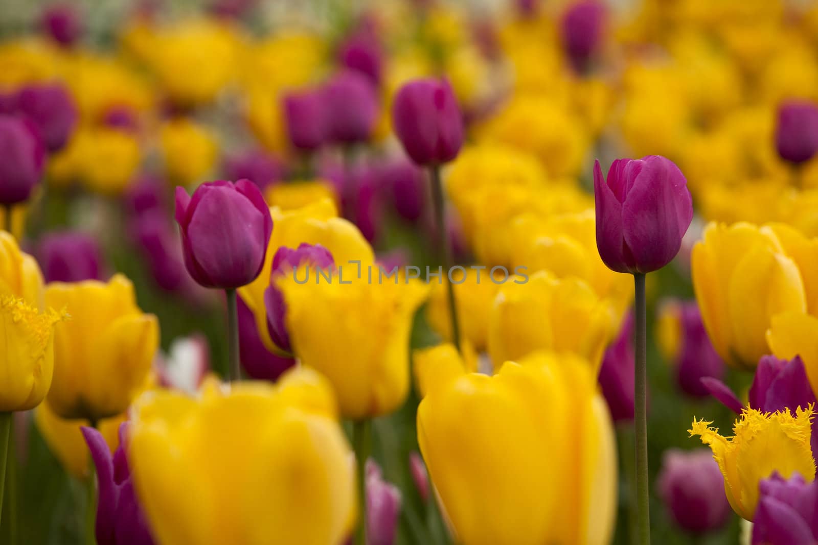 Colorful tulips  by Iko