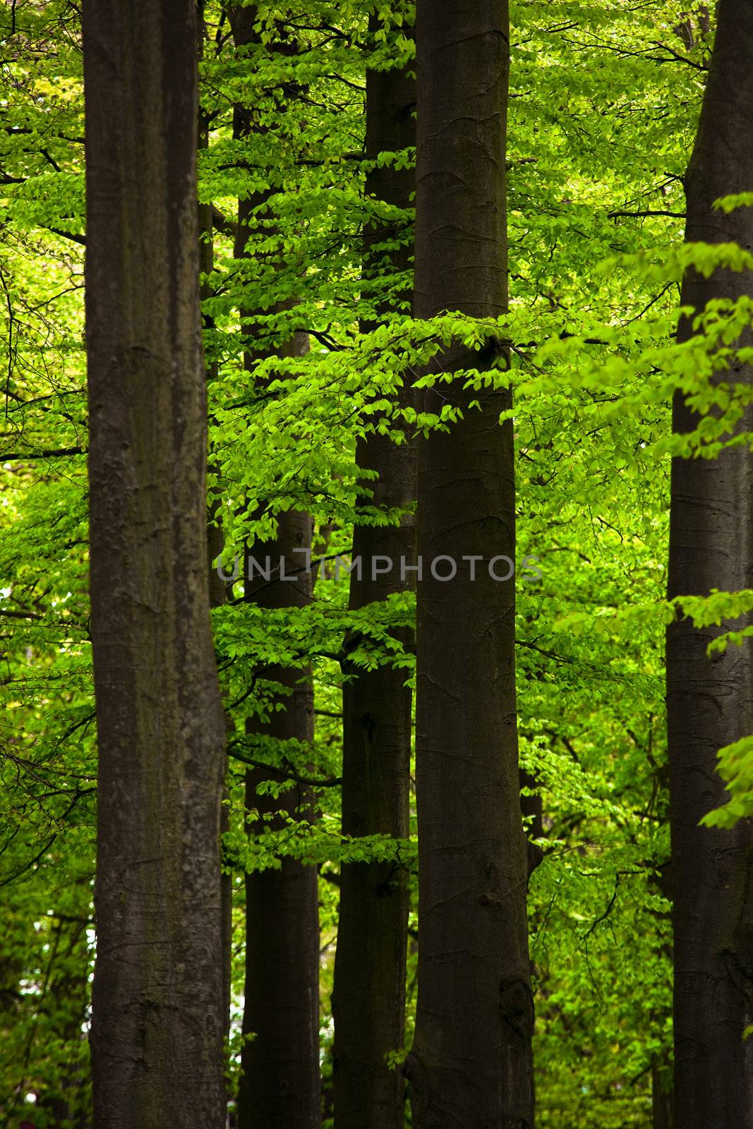 Picture of a beautiful forest with high trunks and green foliage