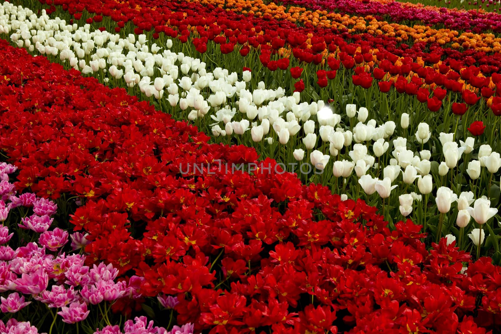 Spring field full of beautiful and colorful tulips