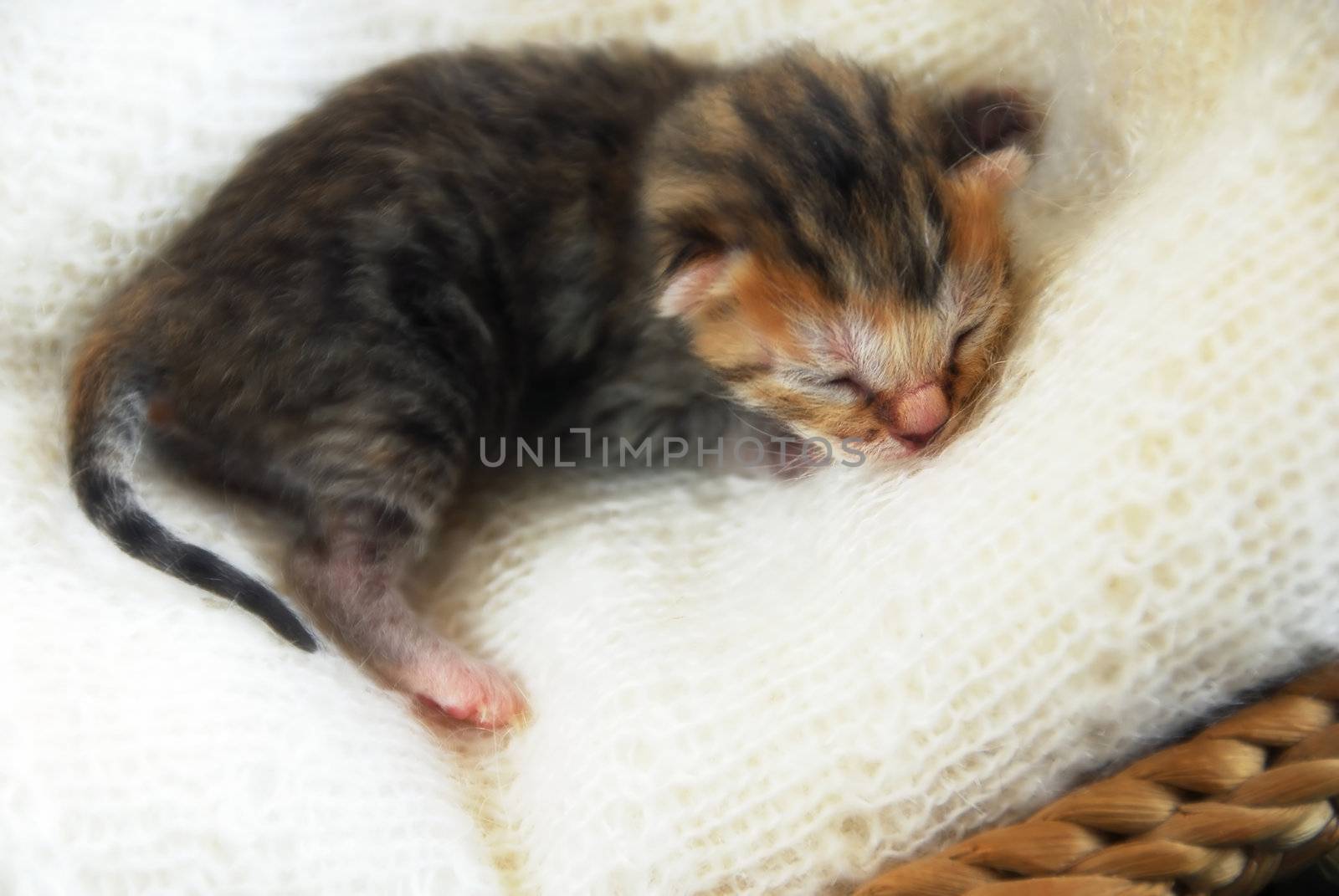 newborn blind baby cat sleeping on soft wool blanket