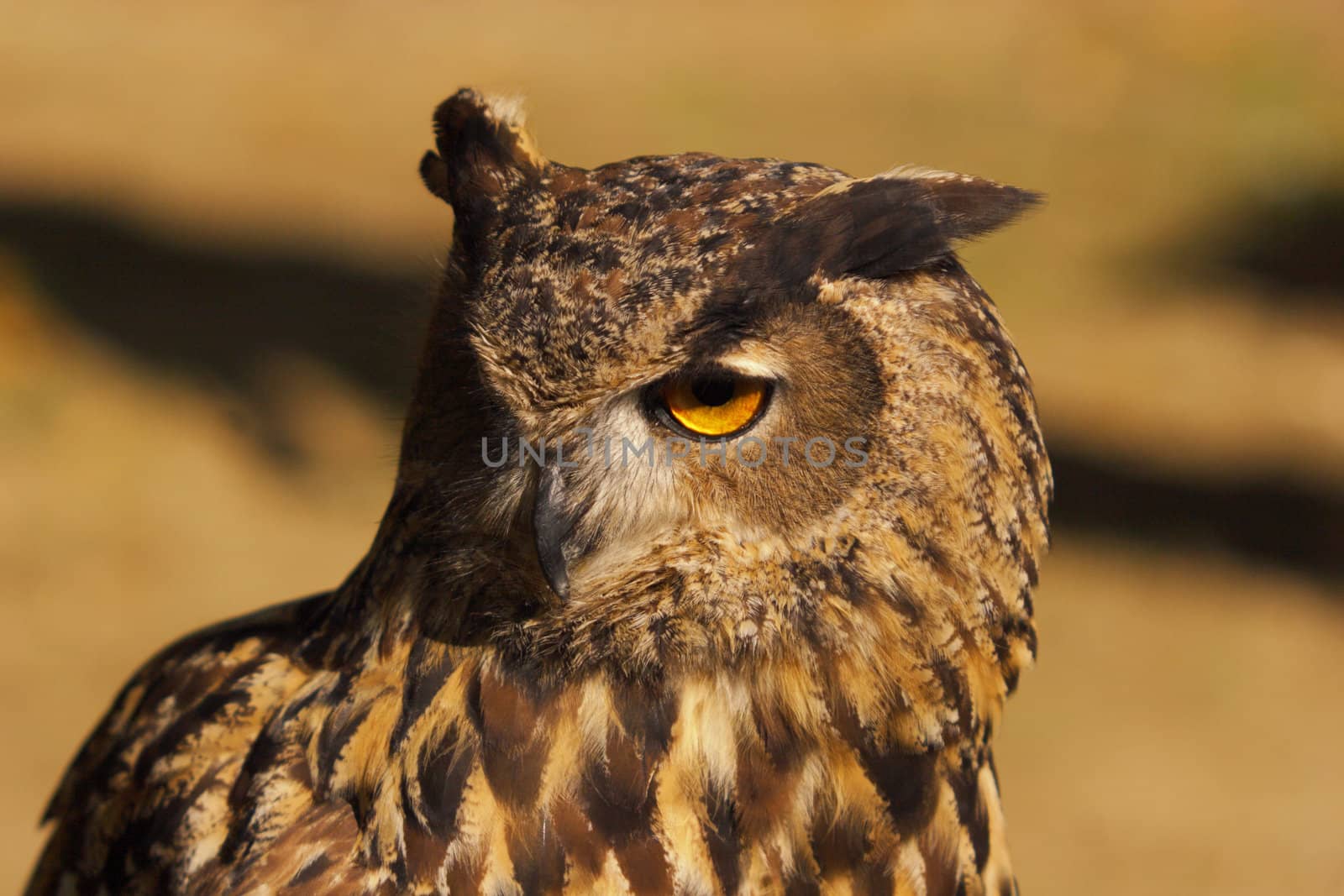 gufo, animal, bird, owl, barbaggianni, closeup, eye, face, head, raptor, nocturnal hunter, hypnotic eyes, nature, night, portrait, raptor, wildlife, yellow, zoos, feather, fly, predator, white, Italy, animale, uccello,  gufo, barbaggianni, occhio, rapace, notturno,  cacciatore, ipnotico, natura, notte, ritratto, fauna, giallo, zoo, piuma, vola,  predatore,  bianco, Italia, carlo sarnacchioli