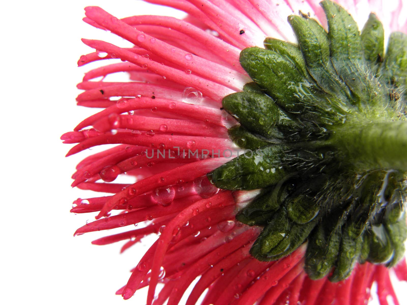 Red flower photographed from below. With drops of water on it. On a white background.