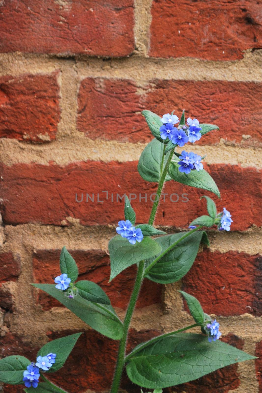 green alkanet with red brick background