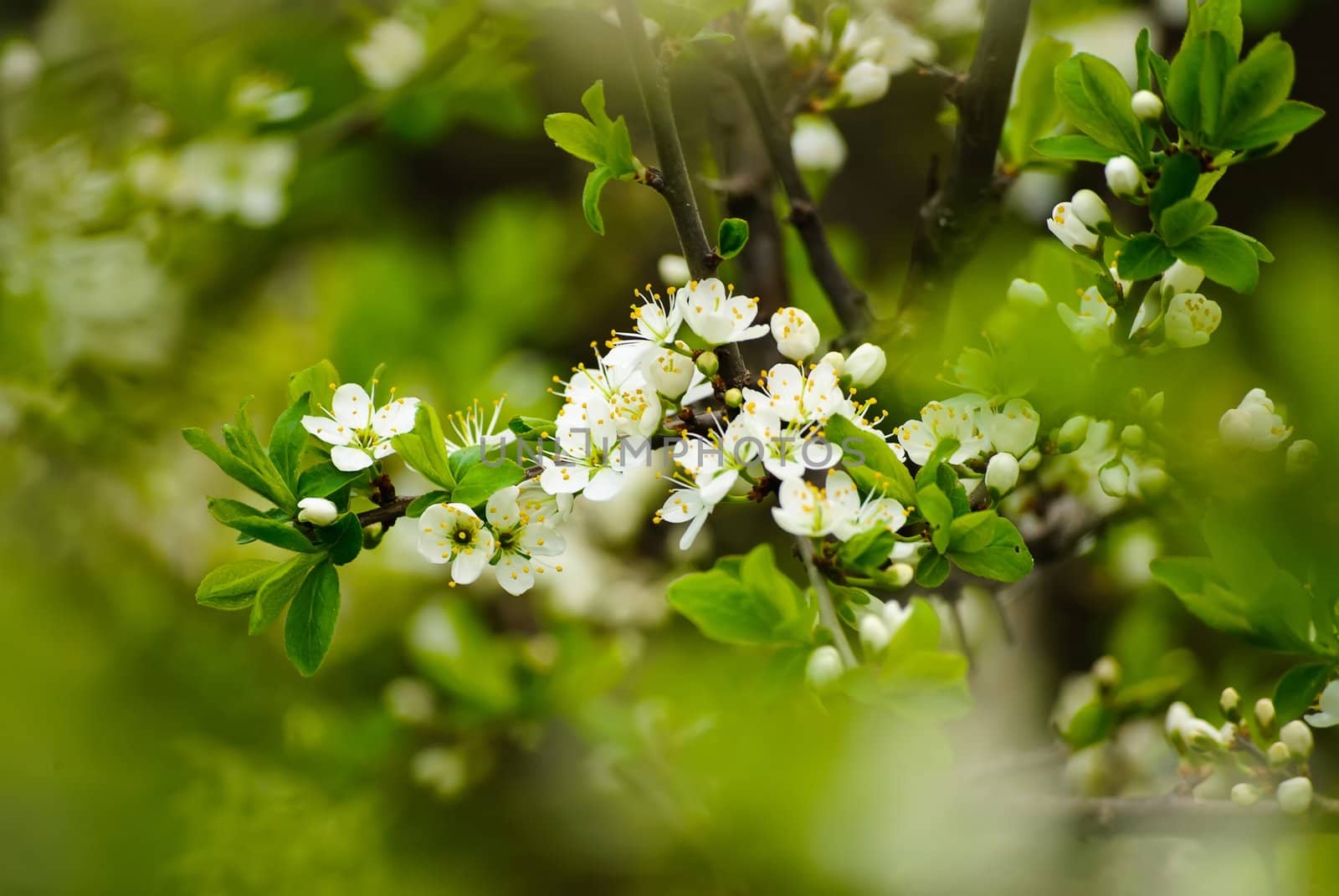 Close-up shot of the blooming cherry branch